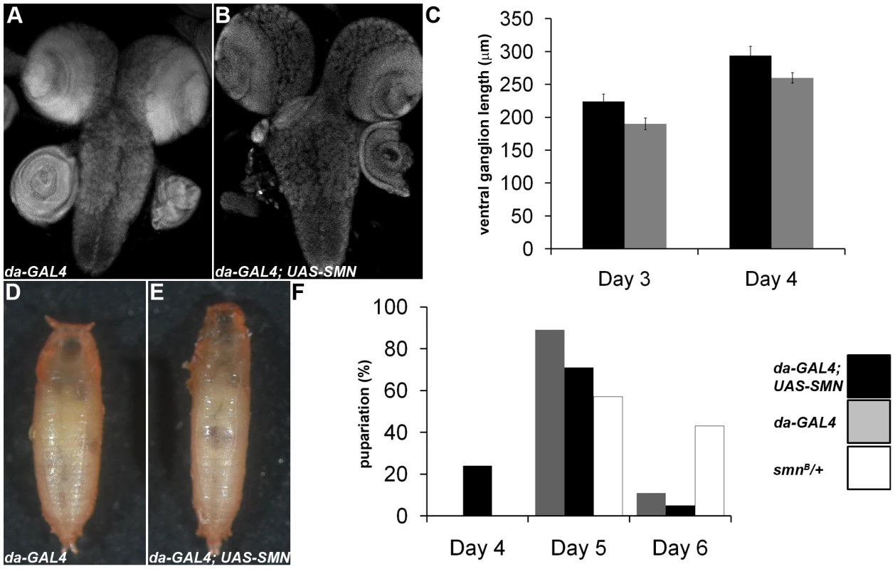 SMN overexpression accelerates CNS development and pupation entry.