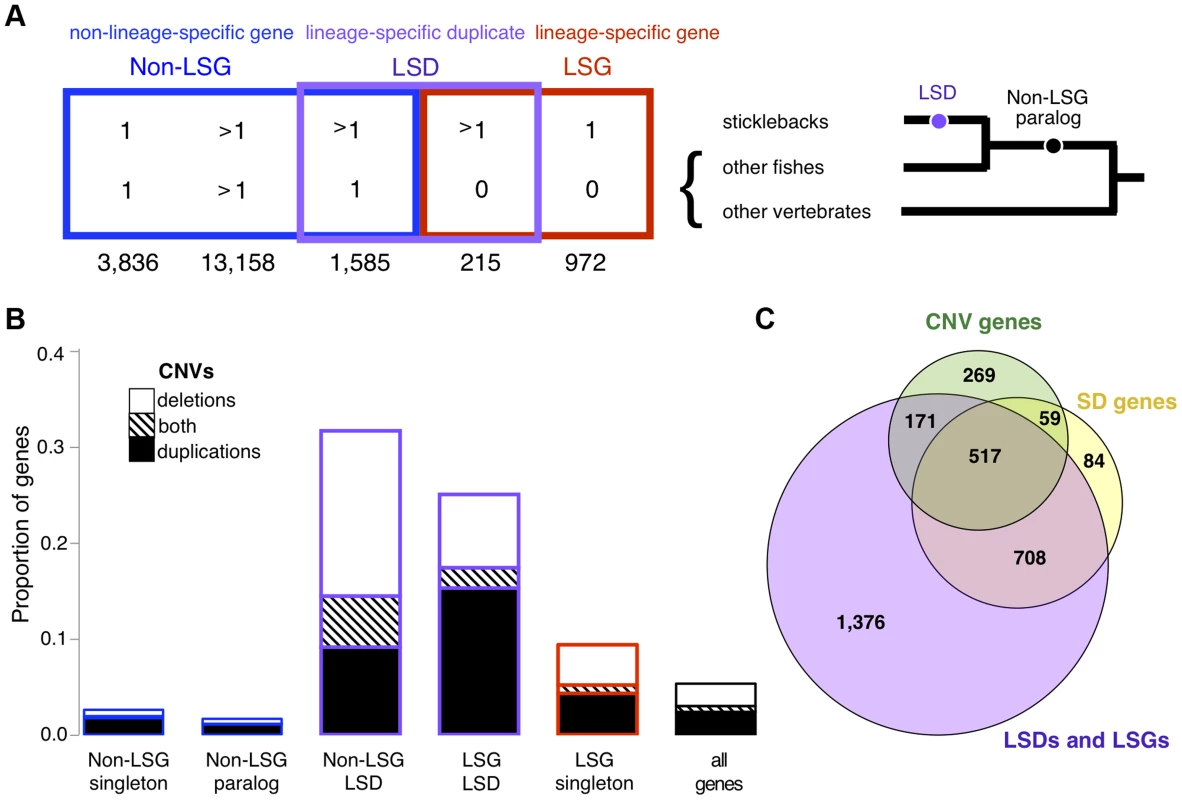 Relationship between young genes and CNVs.