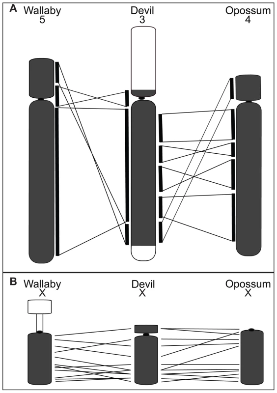 Comparison of gene arrangement among devil, wallaby, and opossum chromosomes.