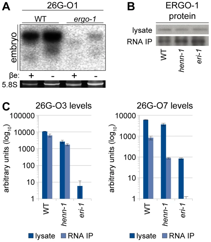 ERGO-1 Is Required for Methylation of 26G RNAs.