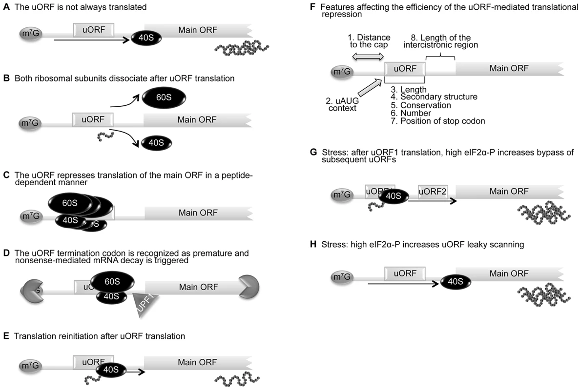 uORF-mediated translational control can occur through different mechanisms.