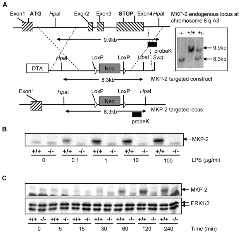 Generation of mice lacking DUSP4/MKP-2 gene by targeted homologous recombination.