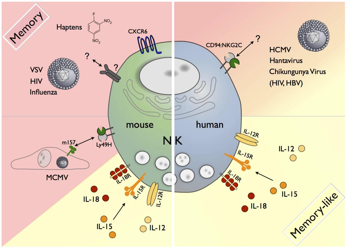 Memory and memory-like NK cells in mice and humans.