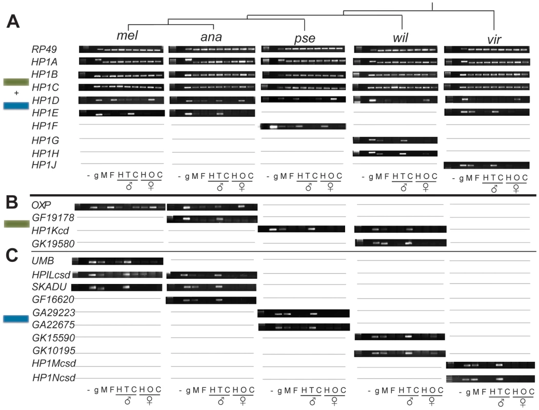 Expression patterns of Drosophila HP1 genes.