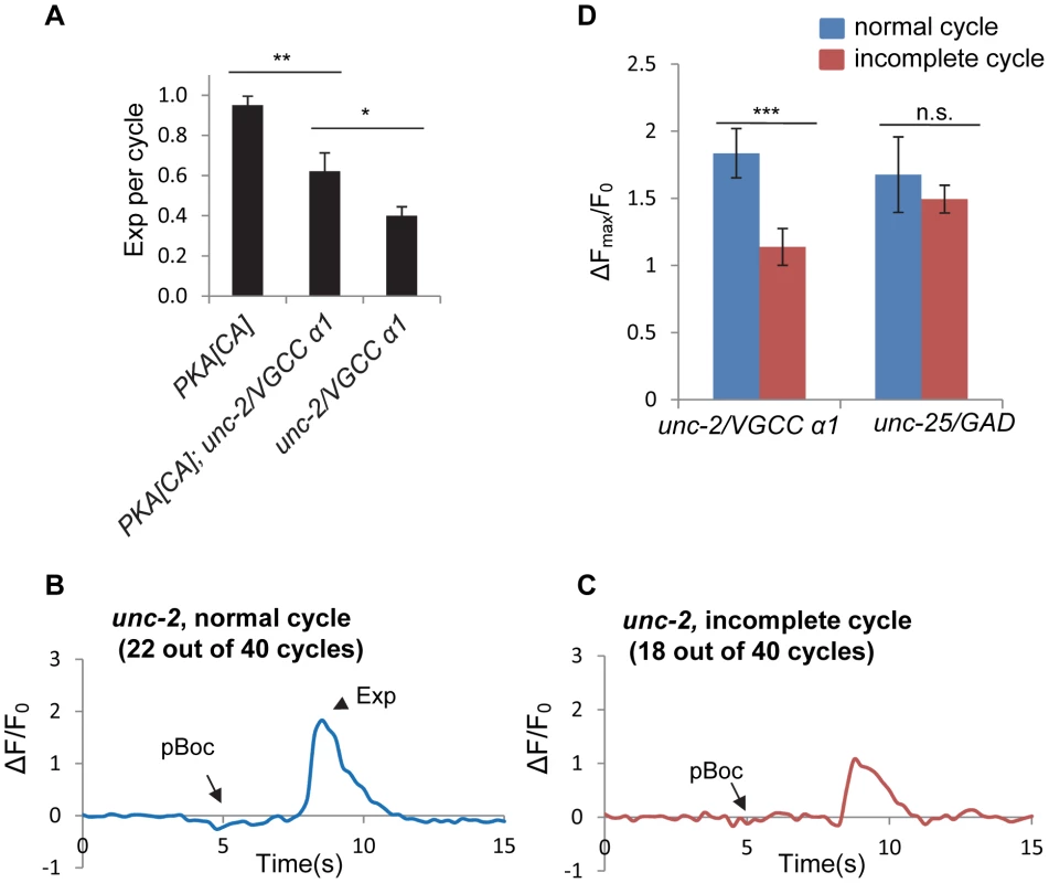 <i>unc-2</i>/VGCC functions downstream of PKA to mediate calcium influx in the GABAergic neurons.