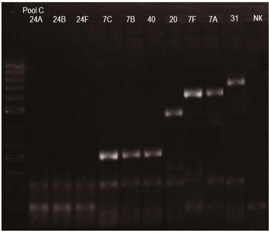 mPCR pool C
Dráha 1: 50bp DNA Ladder
Dráha 2: &lt;i&gt;S. pneumoniae&lt;/i&gt; sérotyp 24A (99bp)
Dráha 3: &lt;i&gt;S. pneumoniae&lt;/i&gt;  sérotyp 24B (99bp)
Dráha 4: &lt;i&gt;S. pneumoniae&lt;/i&gt;  sérotyp 24F (99bp)
Dráha 5: &lt;i&gt;S. pneumoniae&lt;/i&gt;  sérotyp 7C (260bp)
Dráha 6: &lt;i&gt;S. pneumoniae&lt;/i&gt;  sérotyp 7B (260bp)
Dráha 7: &lt;i&gt;S. pneumoniae&lt;/i&gt;sérotyp 40 (260bp)
Dráha 8: &lt;i&gt;S. pneumoniae&lt;/i&gt; sérotyp 20 (514bp)
Dráha 9: &lt;i&gt;S. pneumoniae&lt;/i&gt; sérotyp 7A (599bp)
Dráha 10: &lt;i&gt;S. pneumoniae&lt;/i&gt; sérotyp 7F (599bp)
Dráha 11: &lt;i&gt;S. pneumoniae&lt;/i&gt; sérotyp 31 (701bp)
Dráha 12: negativní kontrola
Dráha 2–11: pozitivní produkt cpsA (160bp)&lt;br&gt;
Fig. 3. mPCR pool C
Lane 1: 50bp DNA Ladder
Lane 2: &lt;i&gt;S. pneumoniae&lt;/i&gt; serotype 24A (99bp)
Lane 3: &lt;i&gt;S. pneumoniae&lt;/i&gt; serotype 24B (99bp)
Lane 4: S&lt;i&gt;S. pneumoniae&lt;/i&gt; serotype 24F (99bp)
Lane 5: &lt;i&gt;S. pneumoniae&lt;/i&gt; serotype 7C (260bp)
Lane 6: &lt;i&gt;S. pneumoniae&lt;/i&gt; serotype 7B (260bp)
Lane 7: &lt;i&gt;S. pneumoniae&lt;/i&gt; serotype 40 (260bp)
Lane 8: &lt;i&gt;S. pneumoniae&lt;/i&gt; serotype 20 (514bp)
Lane 9: &lt;i&gt;S. pneumoniae&lt;/i&gt; serotype 7A (599bp)
Lane 10: &lt;i&gt;S. pneumoniae&lt;/i&gt; serotype 7F (599bp)
Lane 11: &lt;i&gt;S. pneumoniae&lt;/i&gt; serotype 31 (701bp)
Lane 12: negative control
Lanes 2–11: positive product cpsA (160bp)