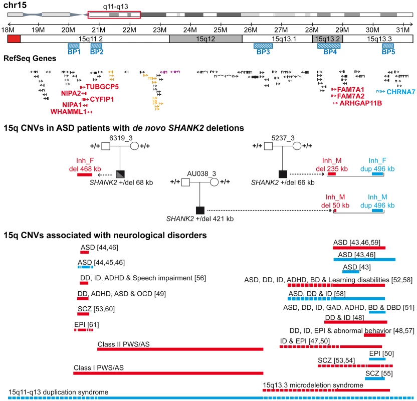 Inherited 15q11–q13 CNVs identified in three ASD patients carrier of a <i>de novo</i> SHANK2 deletion.