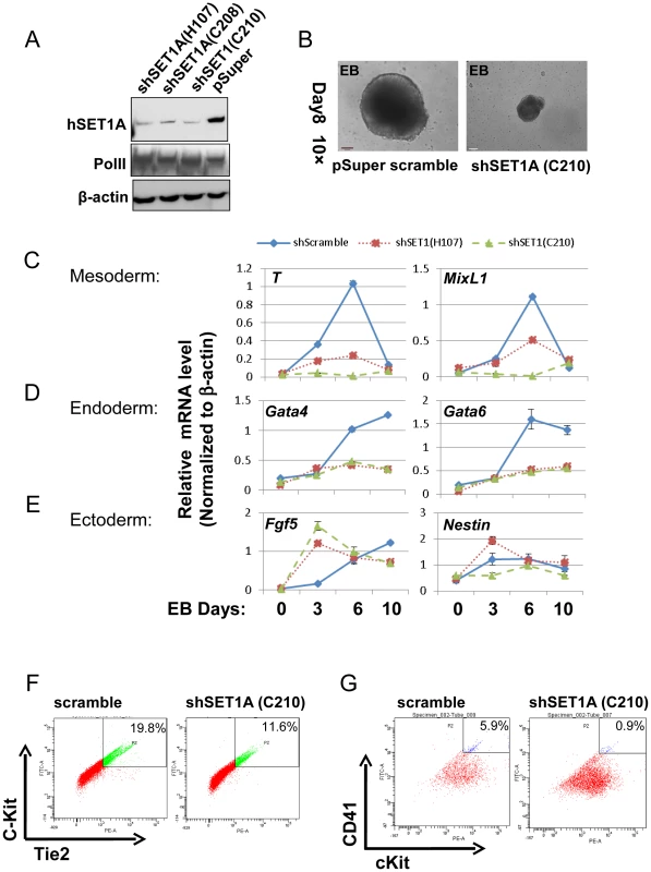 Effect of hSET1A depletion on ESC mesoderm differentiation and hematopoiesis.