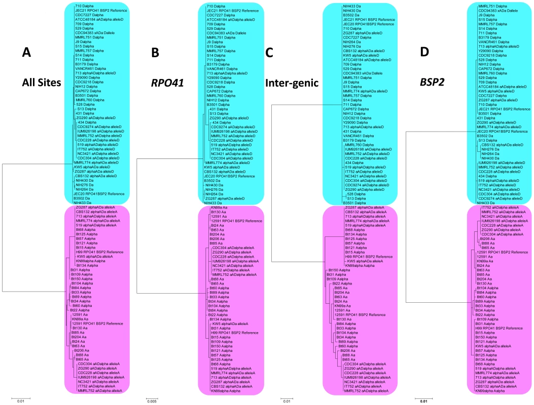 Phylogenetic trees of alleles existing in natural <i>C. neoformans</i> isolates based on the sequenced <i>RPO41</i>-intergenic-<i>BSP2</i> region.