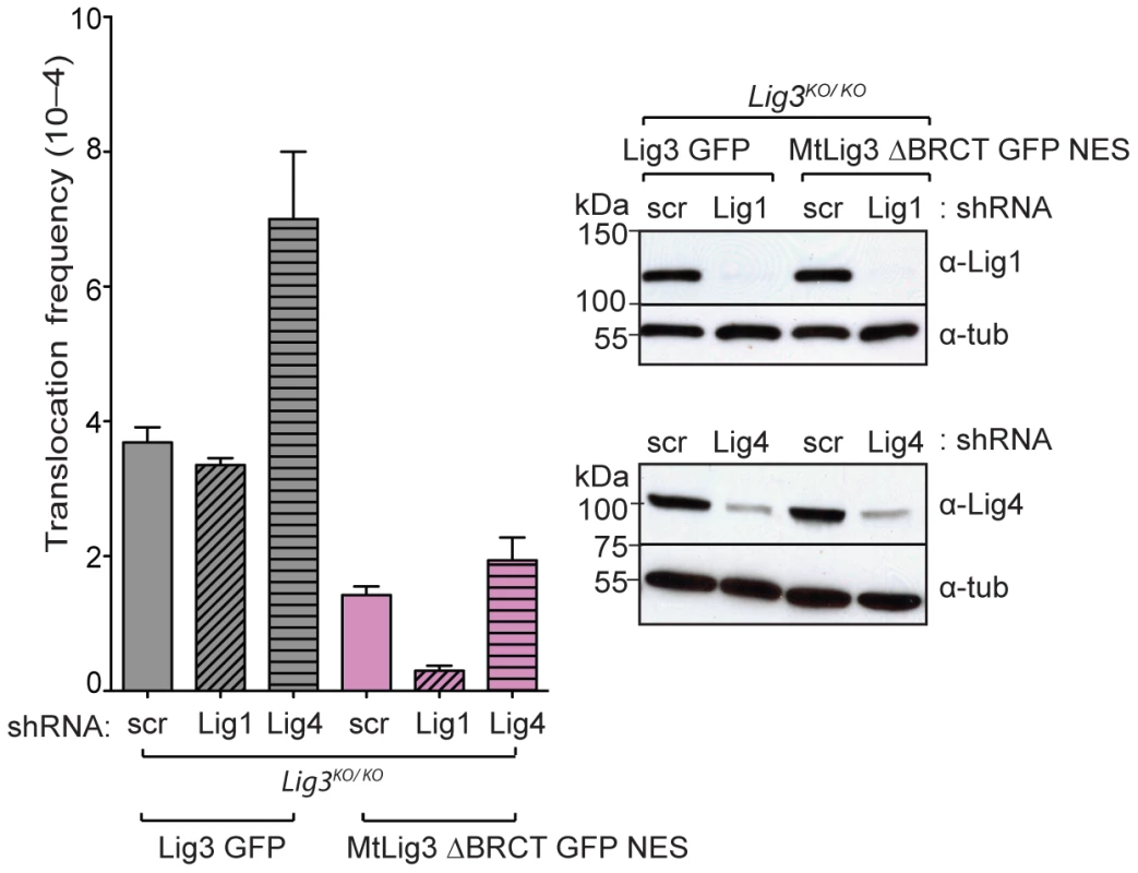 Lig1, but not Lig4, is a backup DNA ligase for translocation formation.