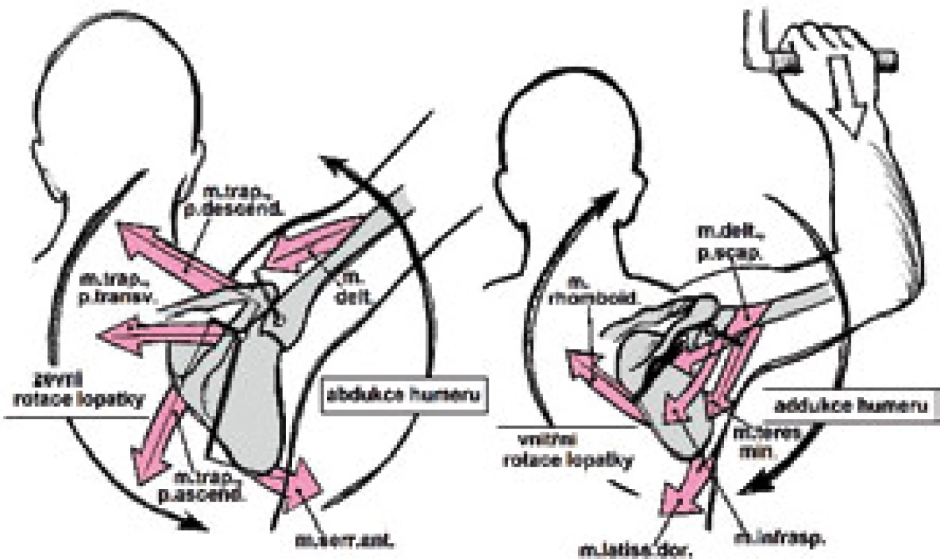Zevní a vnitřní rotace lopatky.
