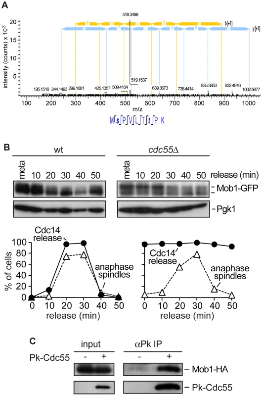 PP2A<sup>Cdc55</sup> regulates Mob1 phosphorylation.
