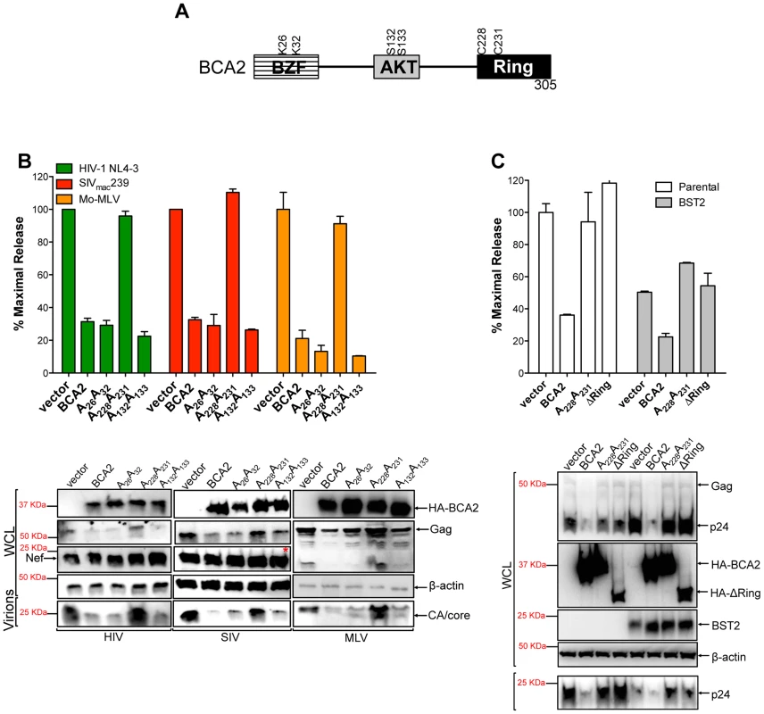 The E3 ligase activity of BCA2 is required for antiviral activity.