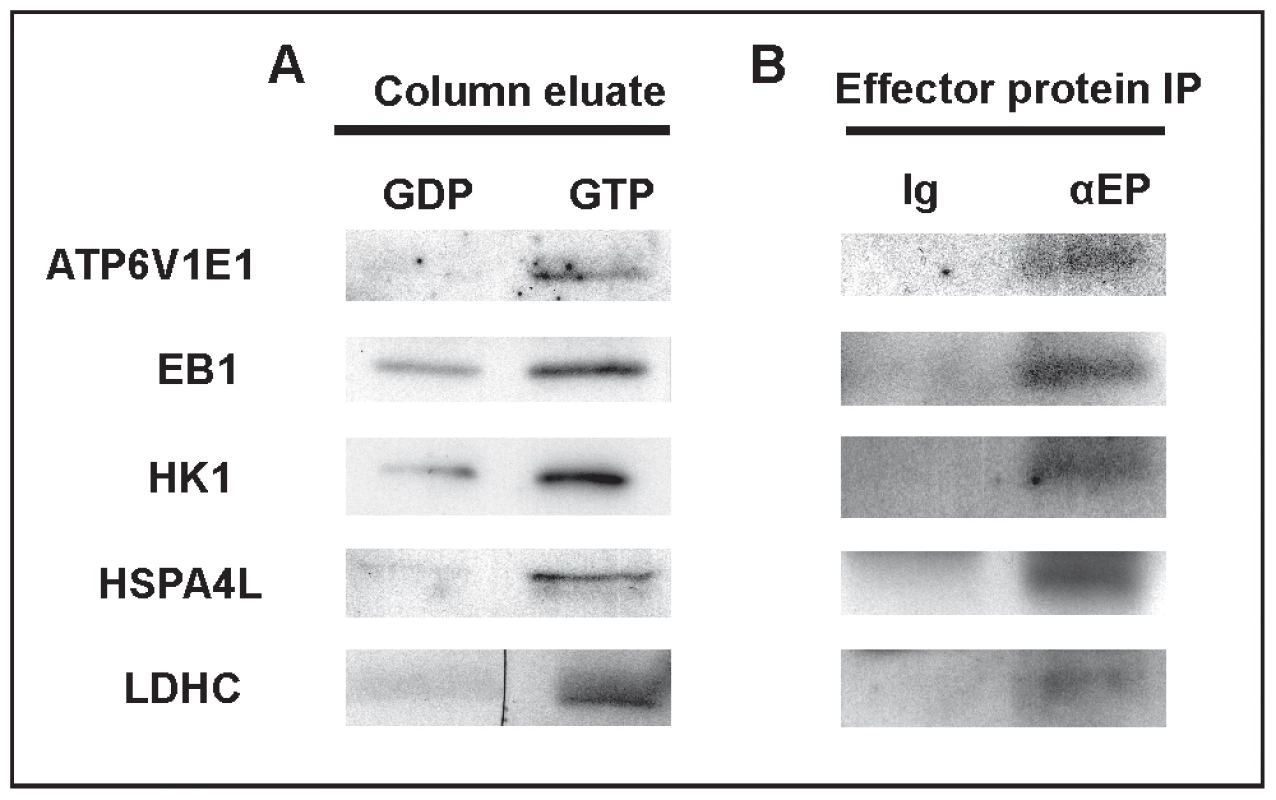 The identification of RABL2 effector proteins.