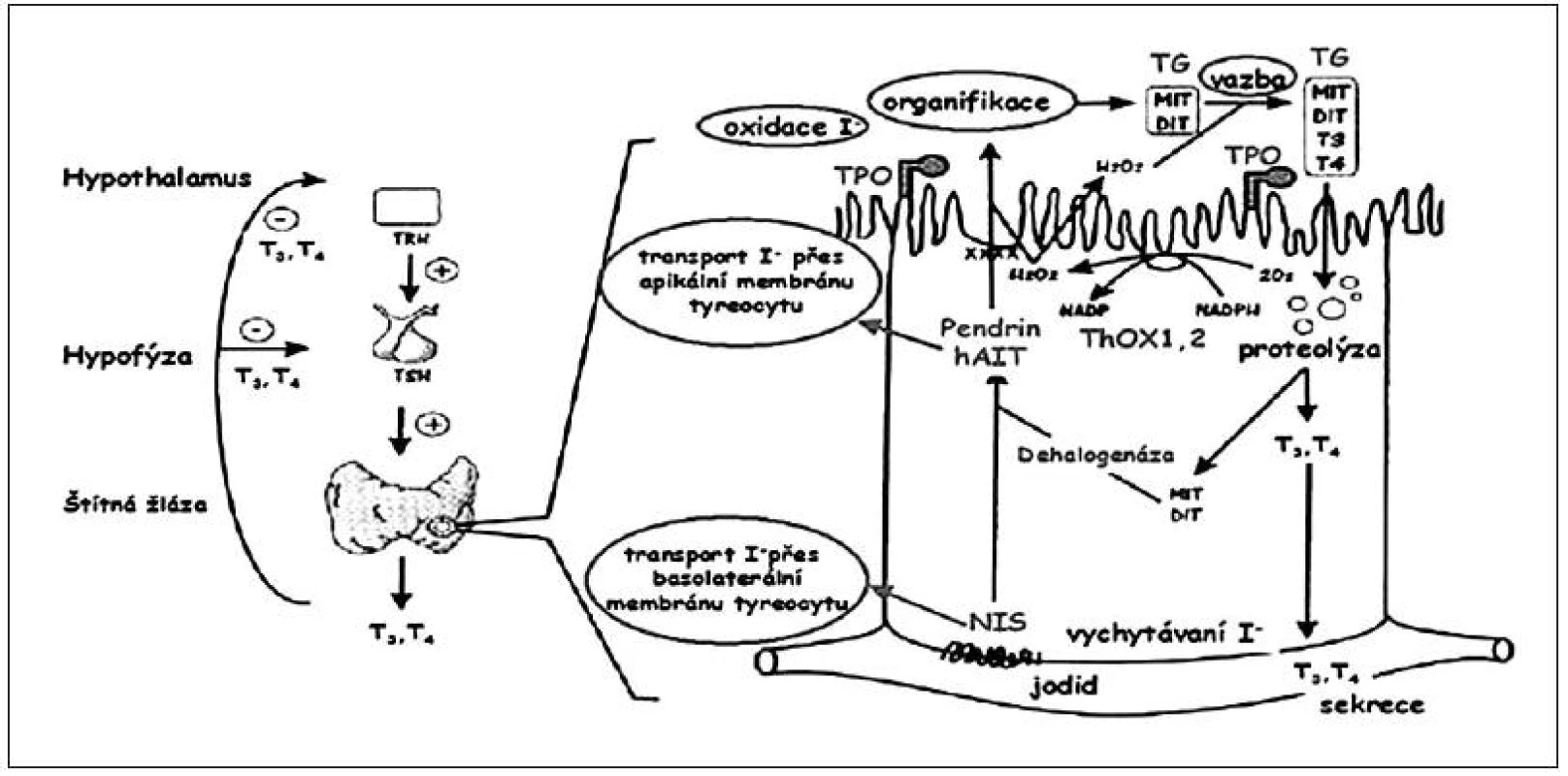 Důležité funkční součásti tyreocytu (folikulární buňky štítné žlázy) s naznačením možných poruch, které vedou k tyreoidální dyshormonogenezi. Dyshormonogeneze může být způsobena defektem jodidového transportního systému (NIS – transport z krve do tyreocytu, pendrinu a hAIT – transport z tyreocytu do lumen folikulu), enzymatických systémů (TPO – organifikace jodidu a spřažení, ThOX1, 2 – tvorba H<sub>2</sub>O<sub>2</sub>, dehalogenázy – dejodace MIT a DIT a recyklace jódu) a syntézy tyreoglobulinu. 
V levé části obrázku je schematicky naznačena regulace syntézy tyreoidálních hormonů (podle Karoliny Banghové a Evy Al Taji).