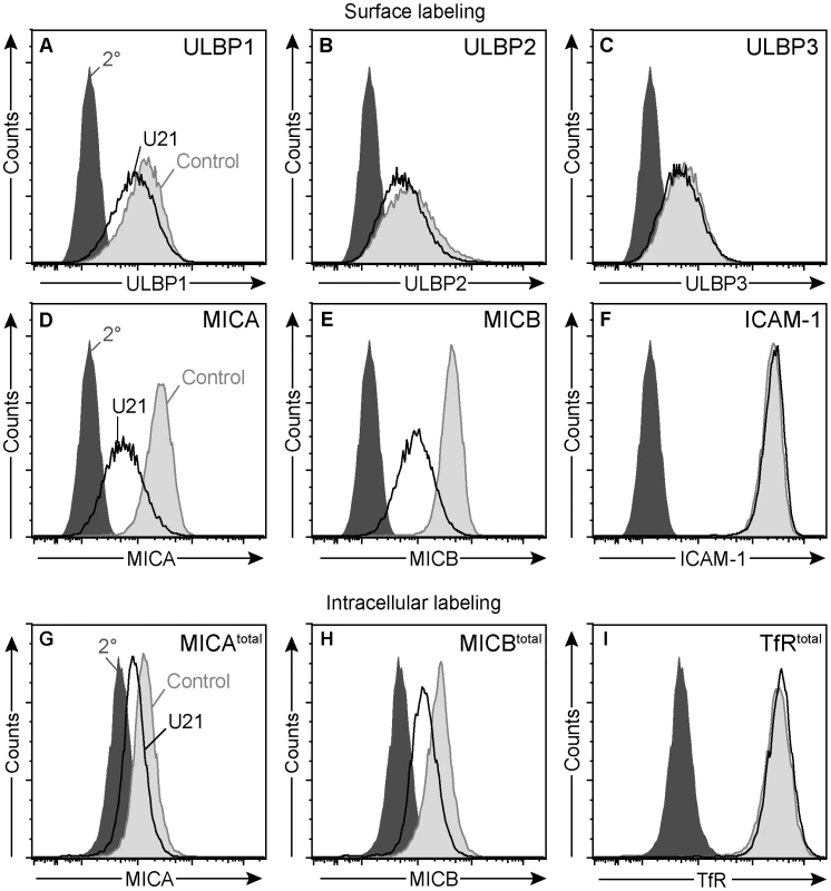U21 down-regulates and destabilizes MICA and MICB in K562 cells.