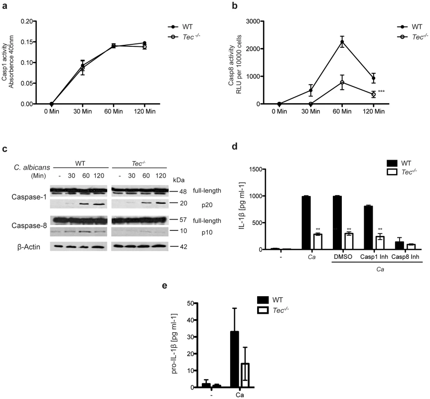 Caspase-8 activity in response to <i>C. albicans</i> requires Tec in BMMs.
