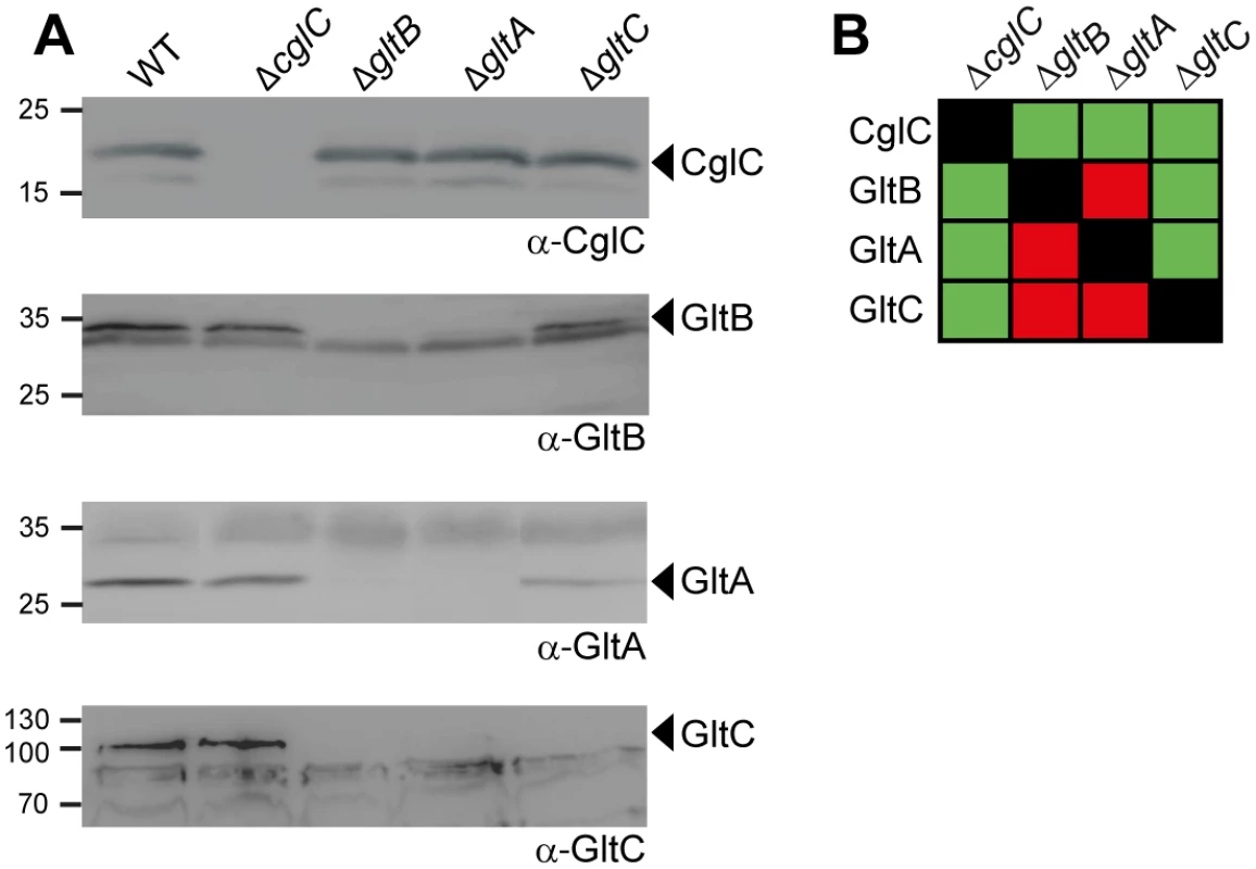 GltB and GltA are mutually stabilizing and stabilize GltC.