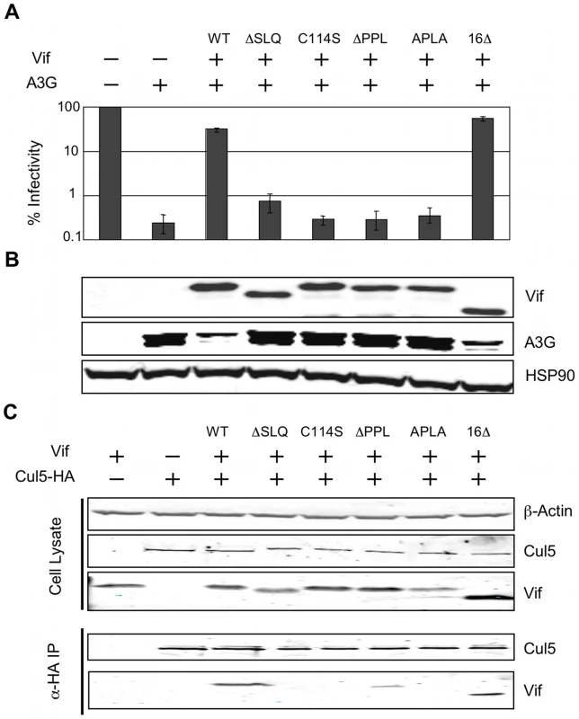 The interaction between the PPLP motif of Vif and EloB is necessary for binding to Cul5.