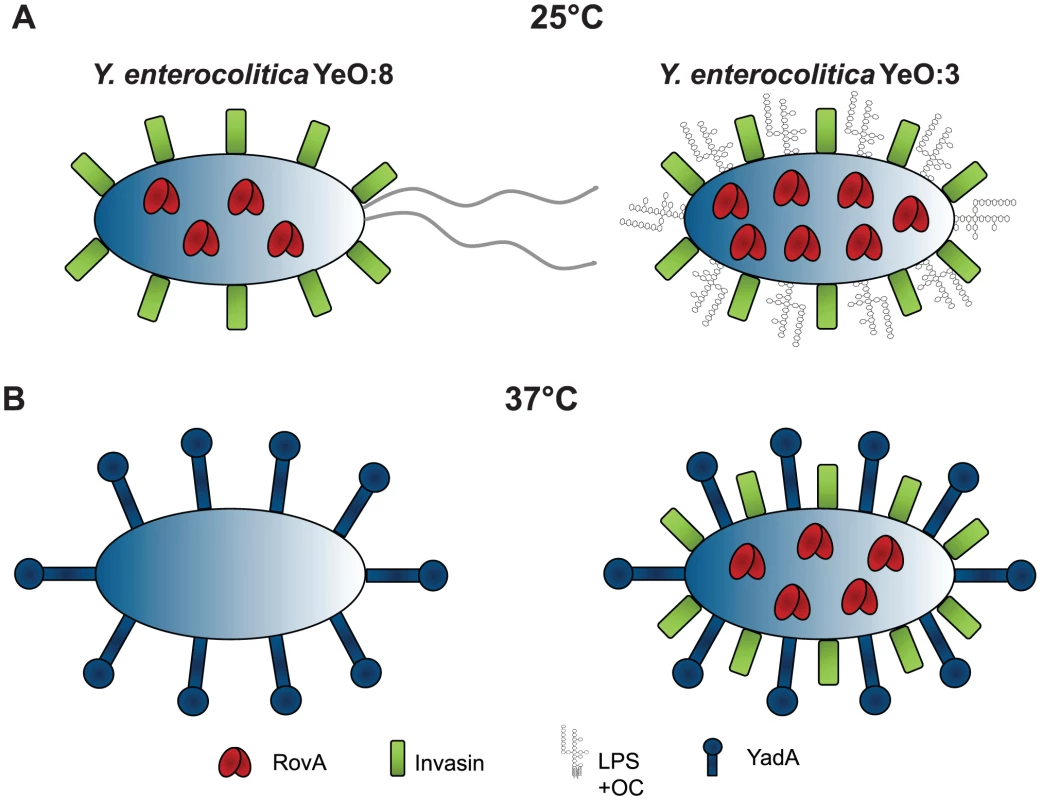 Comparison of <i>Y. enterocolitica</i> O:3 and O:8 mediated temperature regulated control of host cell invasion.