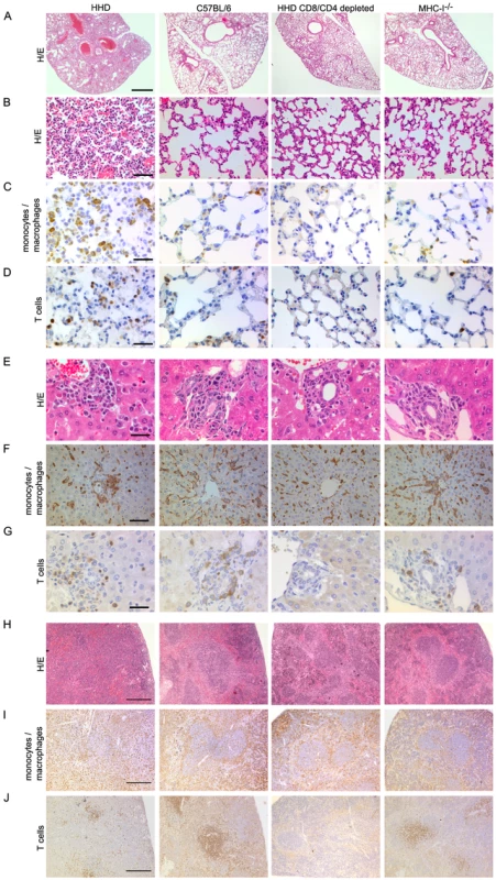 T cell- and MHC-I-dependent alterations in the tissues of LASV-infected mice.