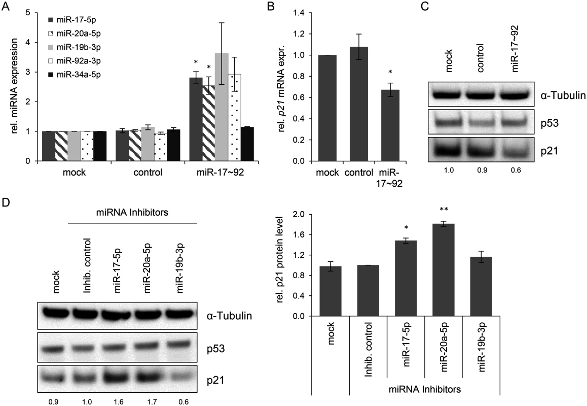 Effects of miRNAs of the miR-17~92 cluster on <i>p21</i> expression in HeLa cells.