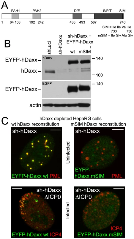 Recruitment of hDaxx to sites associated with HSV-1 genomes is dependent on its SIM.