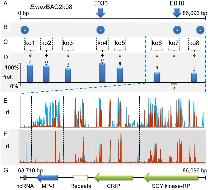 Fine mapping locus 5 correlated with susceptibility to strain-specific immune killing.