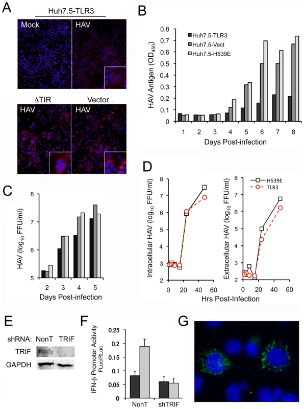 TLR signaling and TRIF regulate cellular permissiveness for HAV.