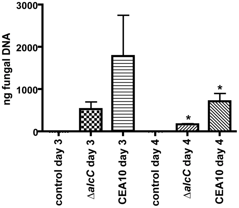 Decreased fungal burden in Δ<i>alcC</i> inoculated mice.