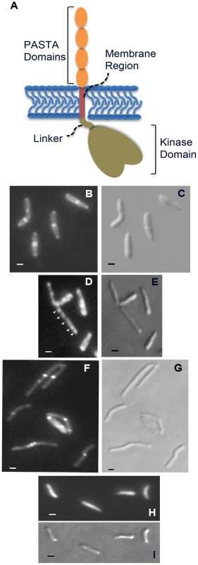 Localization of PknB to sites of peptidoglycan turnover in the mycobacterial cell.