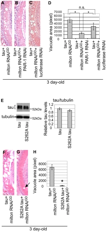 PAR-1 and tau phosphorylation site Ser262 are critical for the enhancement of tau-induced neurodegeneration caused by milton knockdown.
