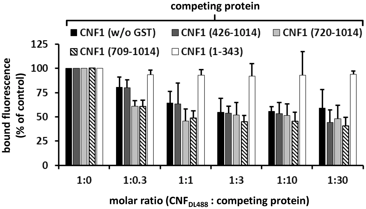 CNF1 binds to the cell surface via a C-terminal peptide.