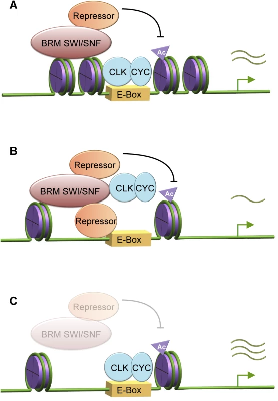 BRM exhibits both catalytic and non-catalytic roles in fine-tuning circadian transcription.