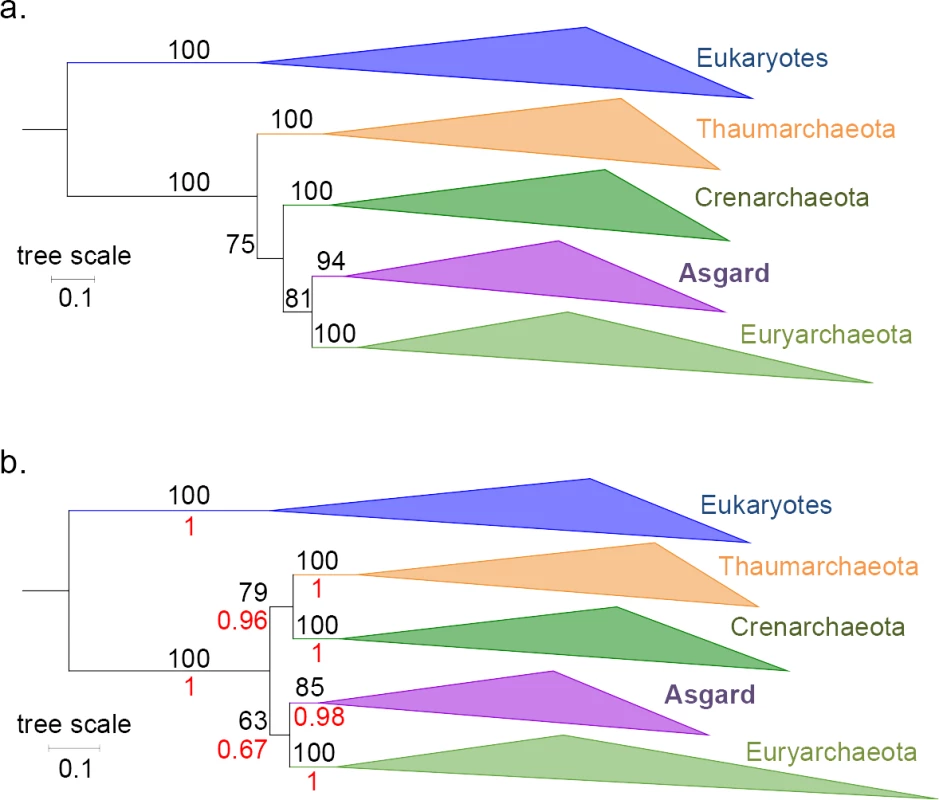 Phylogenetic trees of the concatenations of the 11 Woese proteins and the 6 AU-relevant Woese proteins, without bacteria.