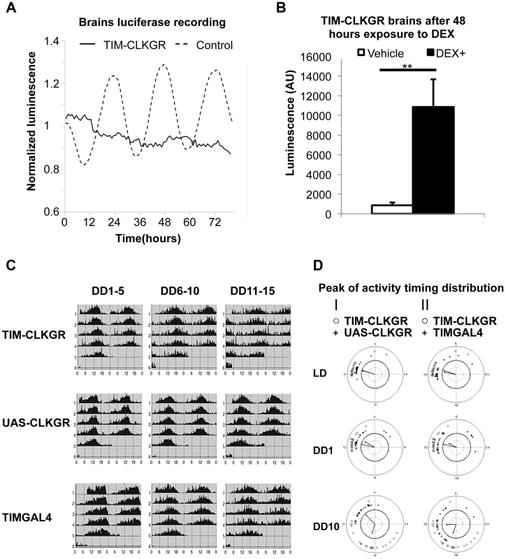 TIM-CLKGR flies display quasi-normal locomotor activity rhythms despite impaired transcriptional oscillations in the brain.