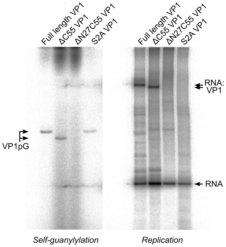 IPNV VP1 self-guanylylation and RNA∶polymerase complex formation.