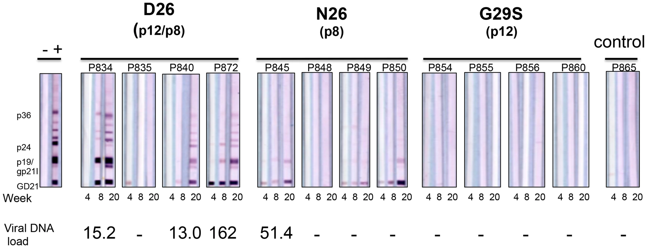 D26, N26, and G29S infectivity in macaques.