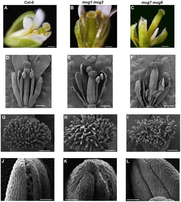 Flower structure of wild-type, <i>mug1 mug2</i>, and <i>mug7 mug8</i> in <i>A. thaliana</i>.