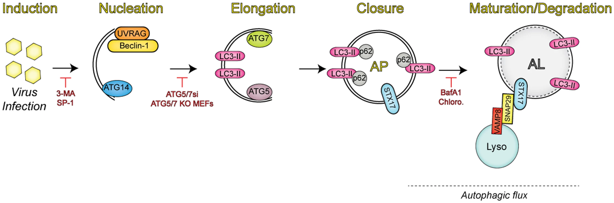 Overview of the autophagic pathway.
