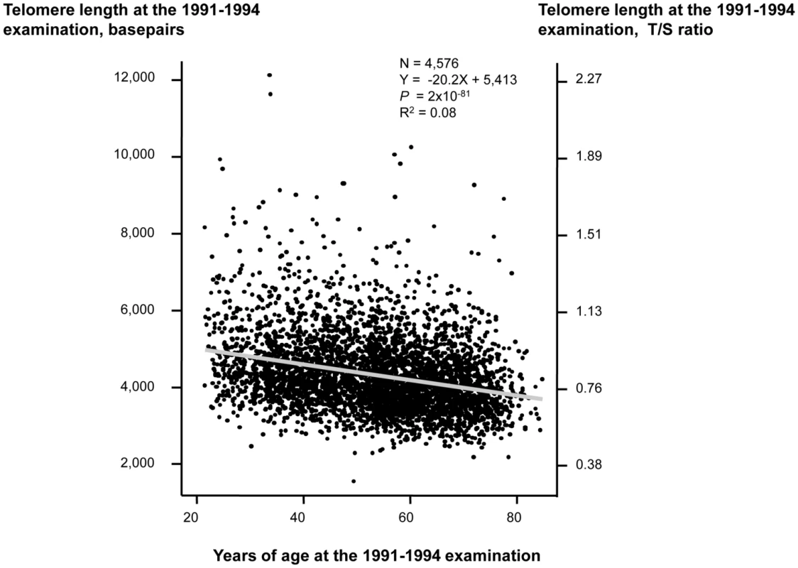 Telomere length in basepairs as a function of age in years at the 1991–1994 examination.