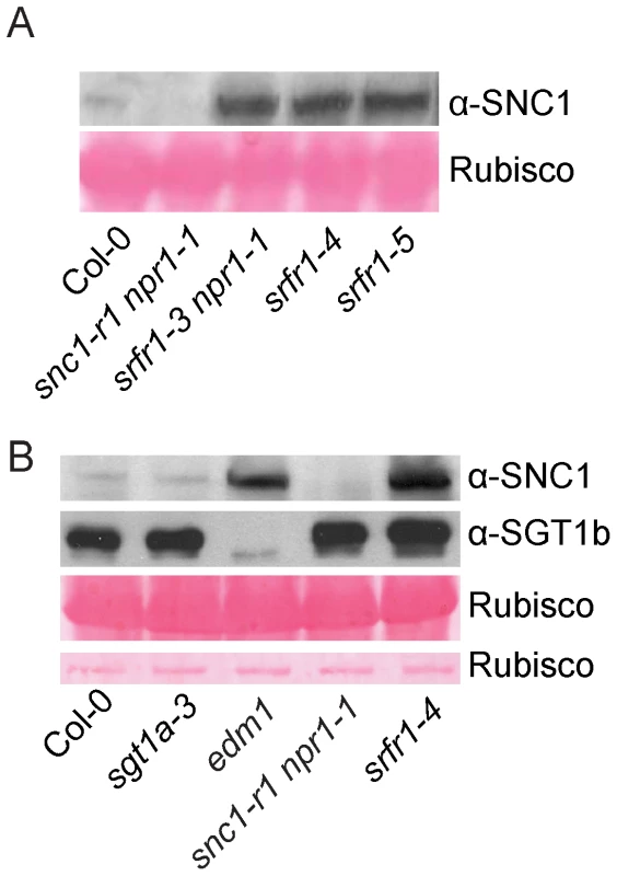 SNC1 protein levels in <i>srfr1</i> mutant plants.