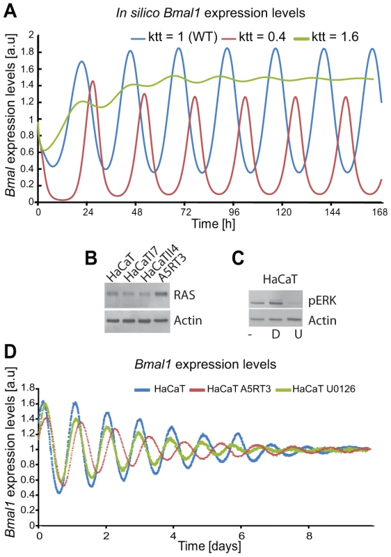 Ras transformation affects the circadian clock via MAPK signalling.