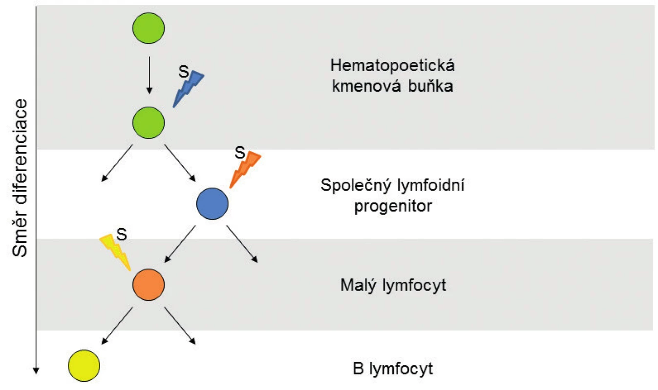 Stadia buněčné diferenciace B-lymfocytu