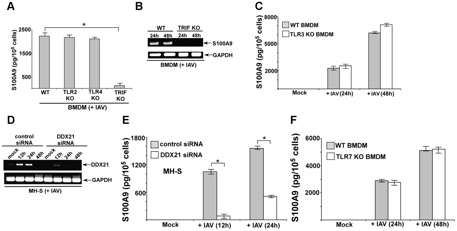 DDX21 and TRIF is required for S100A9 production from IAV infected macrophages.