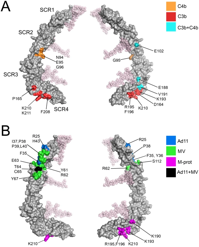 Ligand binding surfaces in the CD46-4D protein.
