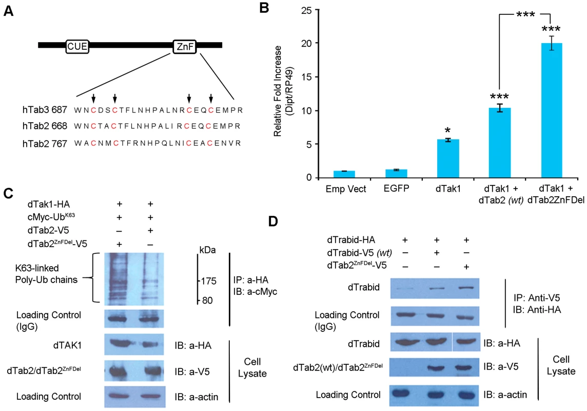 <i>Drosophila</i> TAB2 ZnF domain regulates IMD signalling.