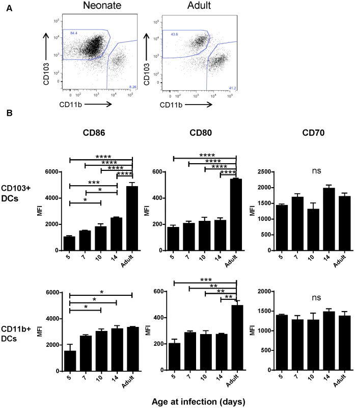 Age-dependent phenotypic changes in the CD103+ and CD11b+ DC populations in the MLN three days post-infection.