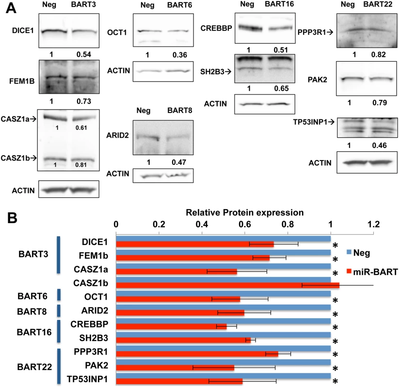 Expression of miR-BARTs in AGS cells suppressed protein expression from 10 candidate pro-apoptotic genes.