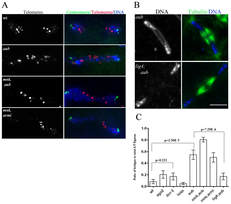 <i>ligIV</i>–dependent telomere fusions in piRNA mutants.